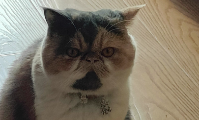 如何為“毛孩子”找到更好去處 如何為“毛孩子”找到更好去處